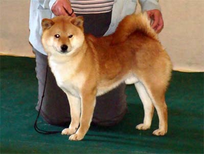 shiba roux