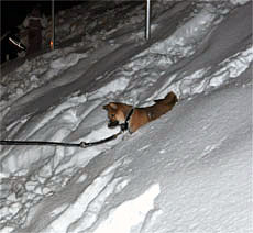 maki  chien d'avalanche 